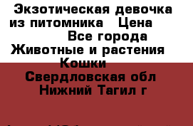 Экзотическая девочка из питомника › Цена ­ 25 000 - Все города Животные и растения » Кошки   . Свердловская обл.,Нижний Тагил г.